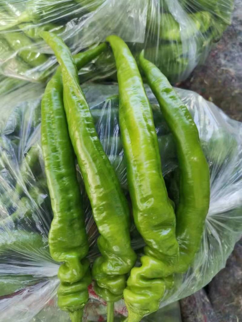 辣椒量大从优商超直供欢迎咨询品质优良