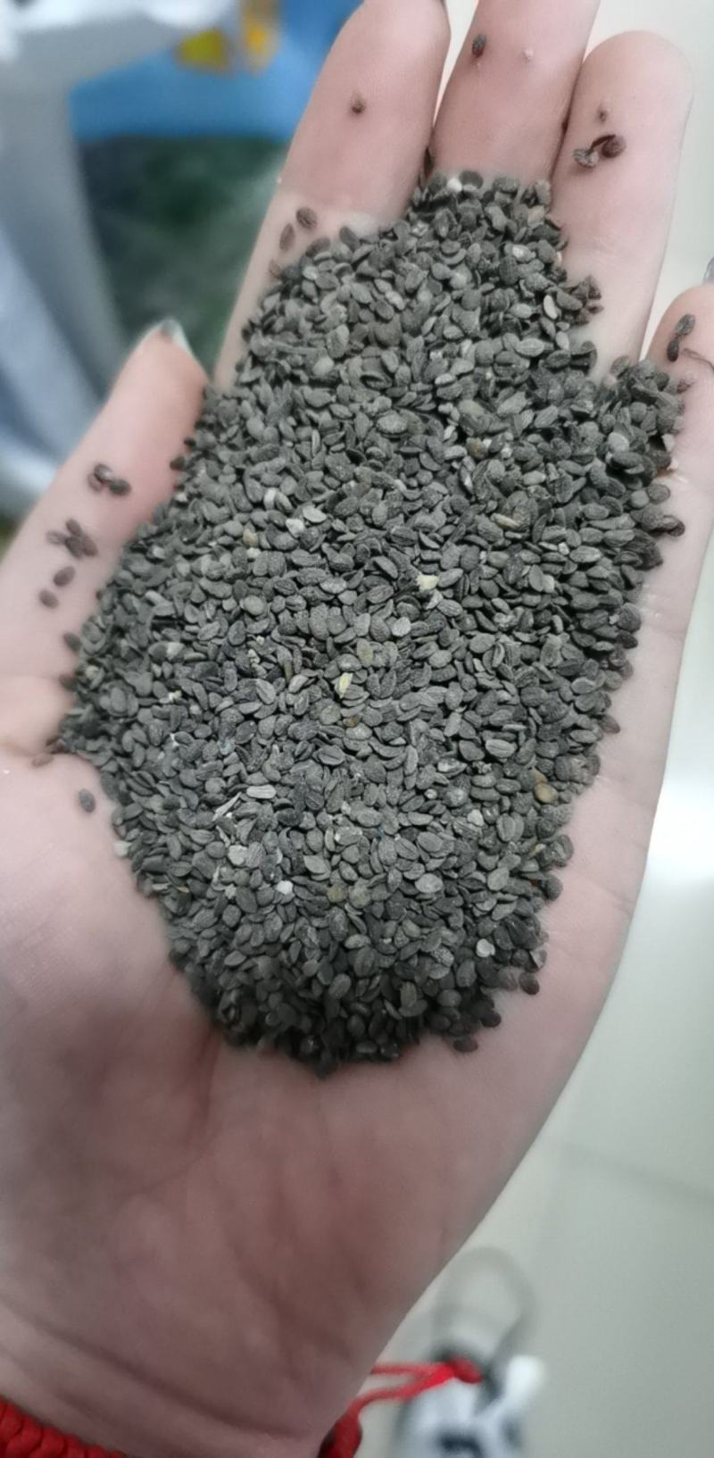 福禄考种子花卉春夏秋冬四季播种盆栽植物花草花种子阳台易活