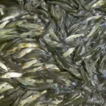 重庆市潼南淡水养殖场优良魚苗欢迎各位老板前来光临
