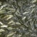 重庆市潼南淡水养殖场优良魚苗欢迎各位老板前来光临