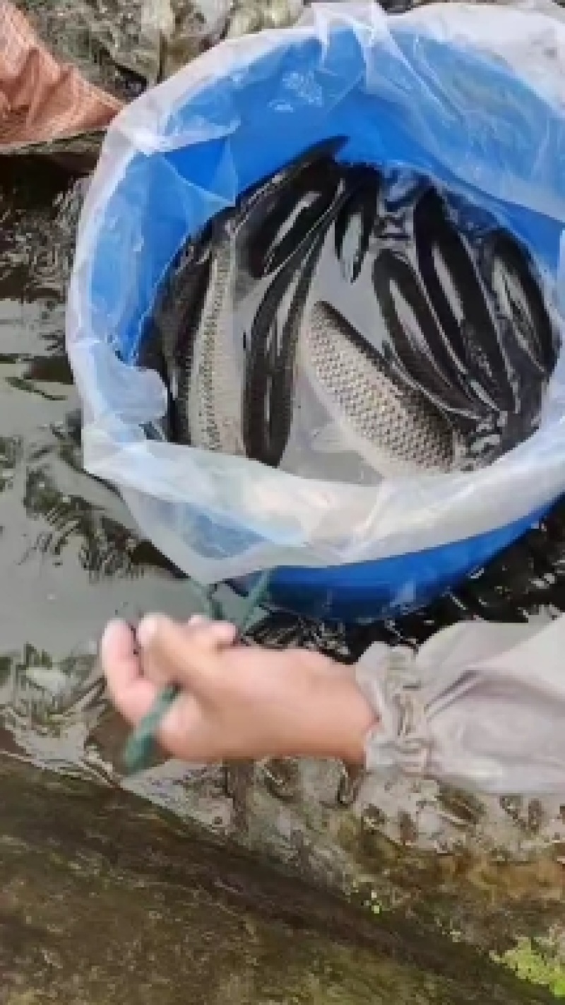 重庆市潼南淡水养殖场优良魚苗欢迎各位老板前来光临