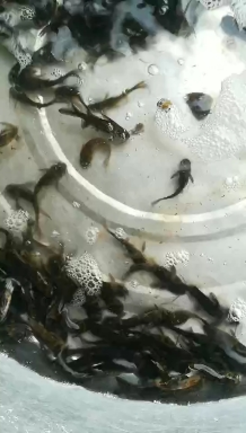 重庆市潼南淡水养殖场优良魚苗欢迎各位老板前来光临