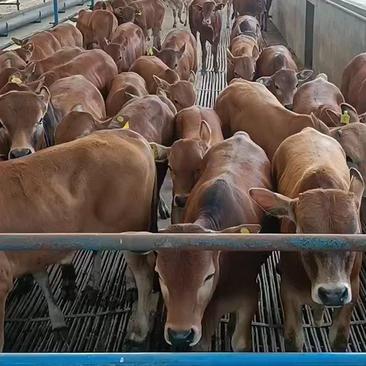 改良黄牛犊黄牛犊价格牛犊养殖技术改良黄牛养殖利润