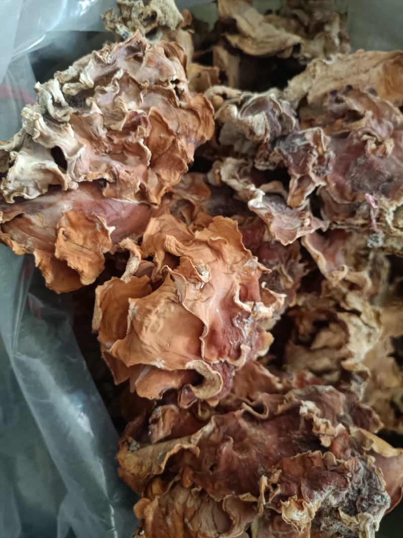 产地榆耳，单片榆耳足干榆耳好灵芝菌菇泡发率高榆耳榆灵菇菌
