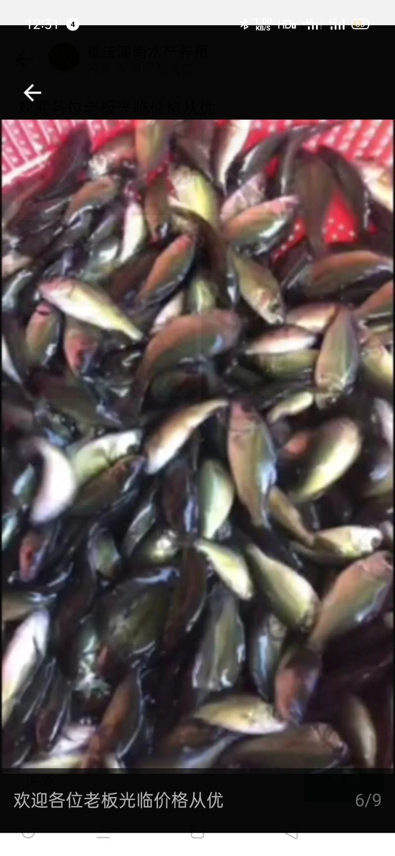欢迎各位老板光临重庆潼南淡水养殖场优良品种