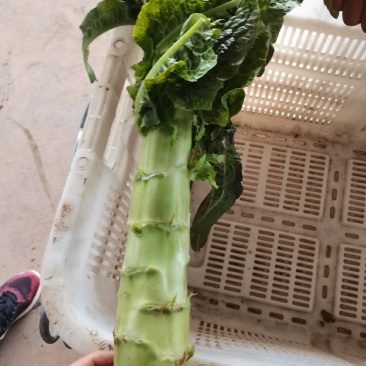 高原夏菜基地，电商，美团，整车接单