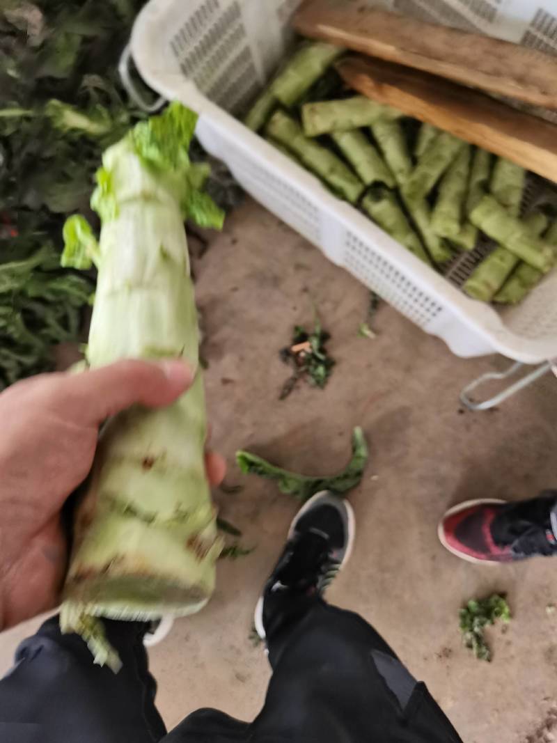 高原夏菜基地，电商，美团，整车接单