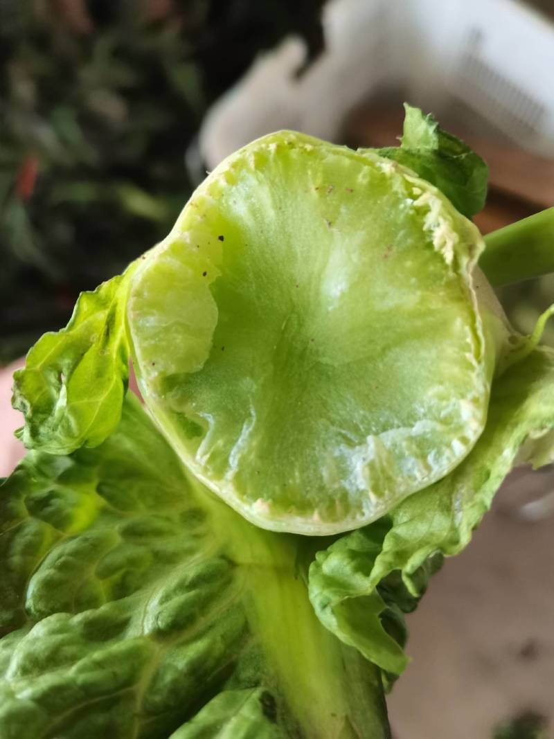 高原夏菜基地，电商，美团，整车接单