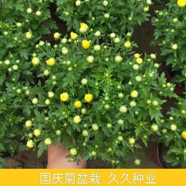 国庆菊千头菊卉盆栽庭院阳台桌面盆栽易种植