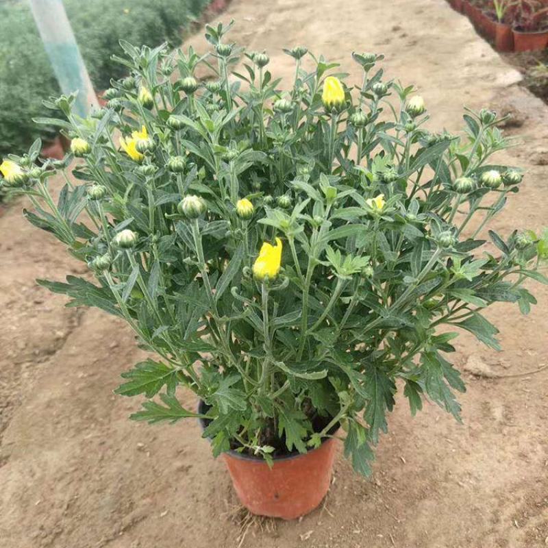 国庆菊千头菊卉盆栽庭院阳台桌面盆栽易种植