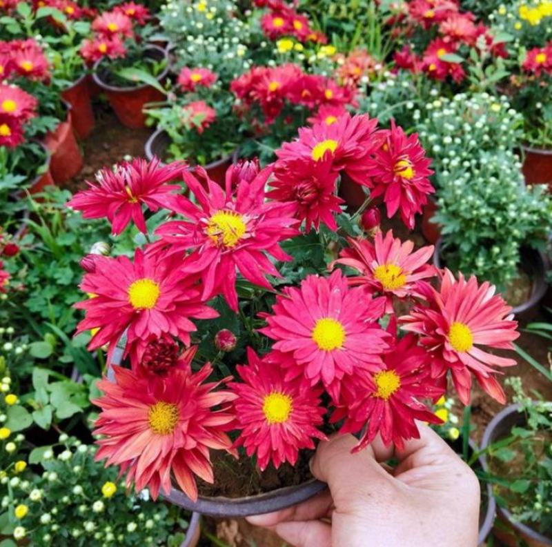 国庆菊千头菊卉盆栽庭院阳台桌面盆栽易种植