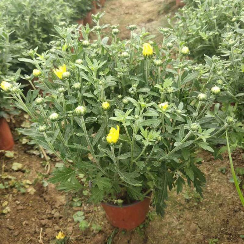 国庆菊千头菊卉盆栽庭院阳台桌面盆栽易种植