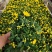 国庆菊千头菊卉盆栽庭院阳台桌面盆栽易种植