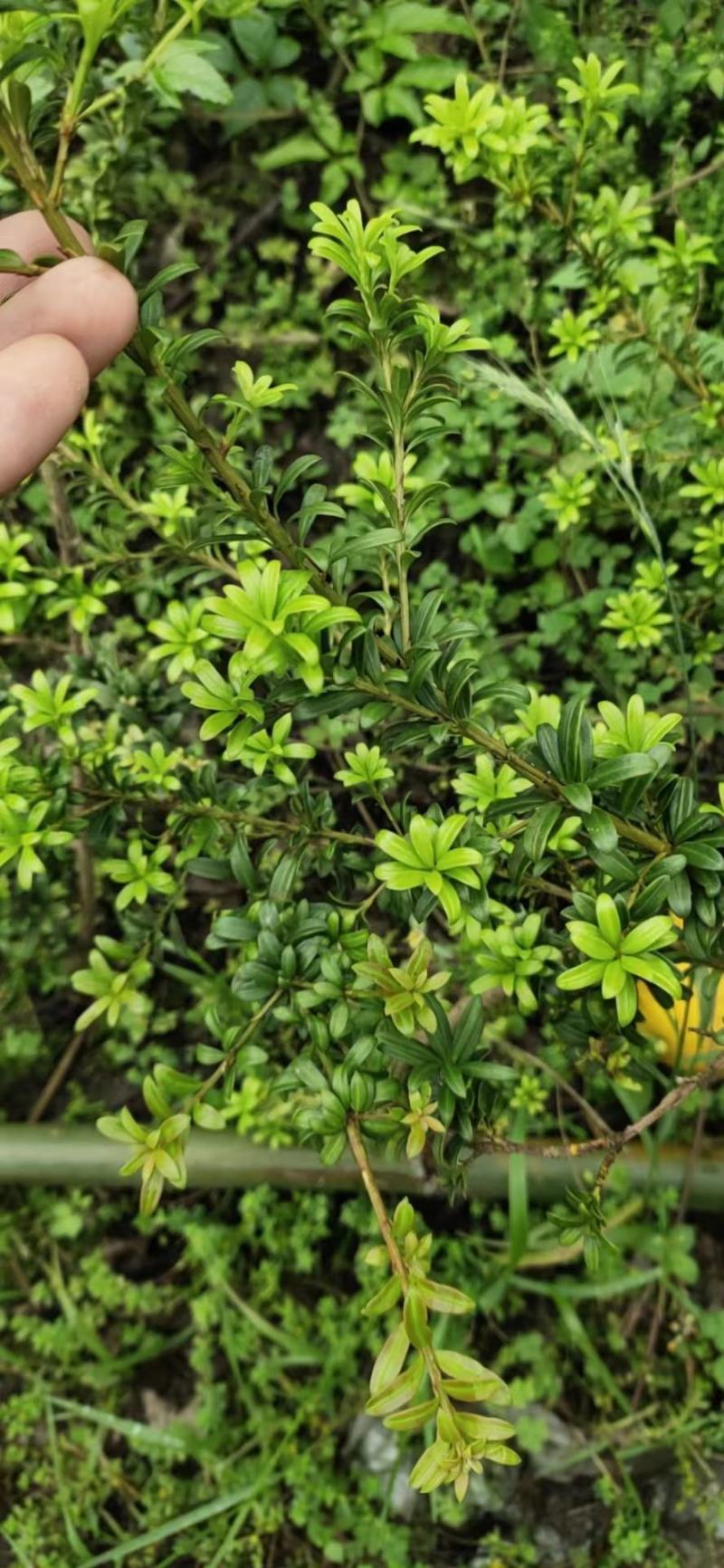 珍珠罗汉松，造型