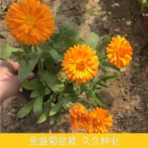 金盏菊金盏花盆栽苗阳台庭院耐寒开花植物可观花食用花