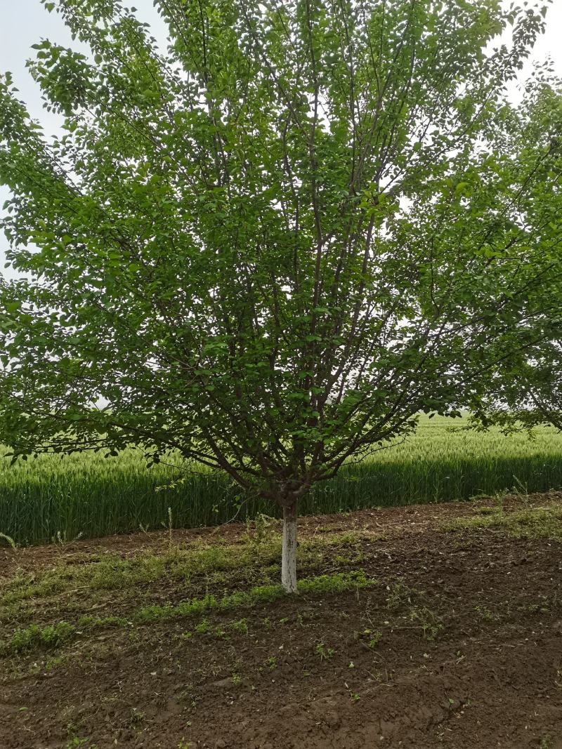 精品山杏，带骨架，8公分10公分各种规格