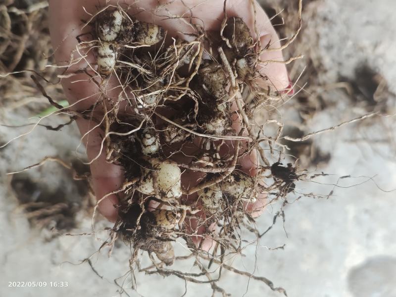 白芨小块茎种