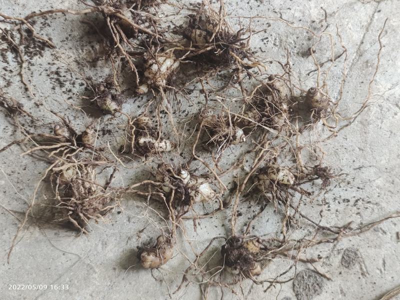 白芨小块茎种