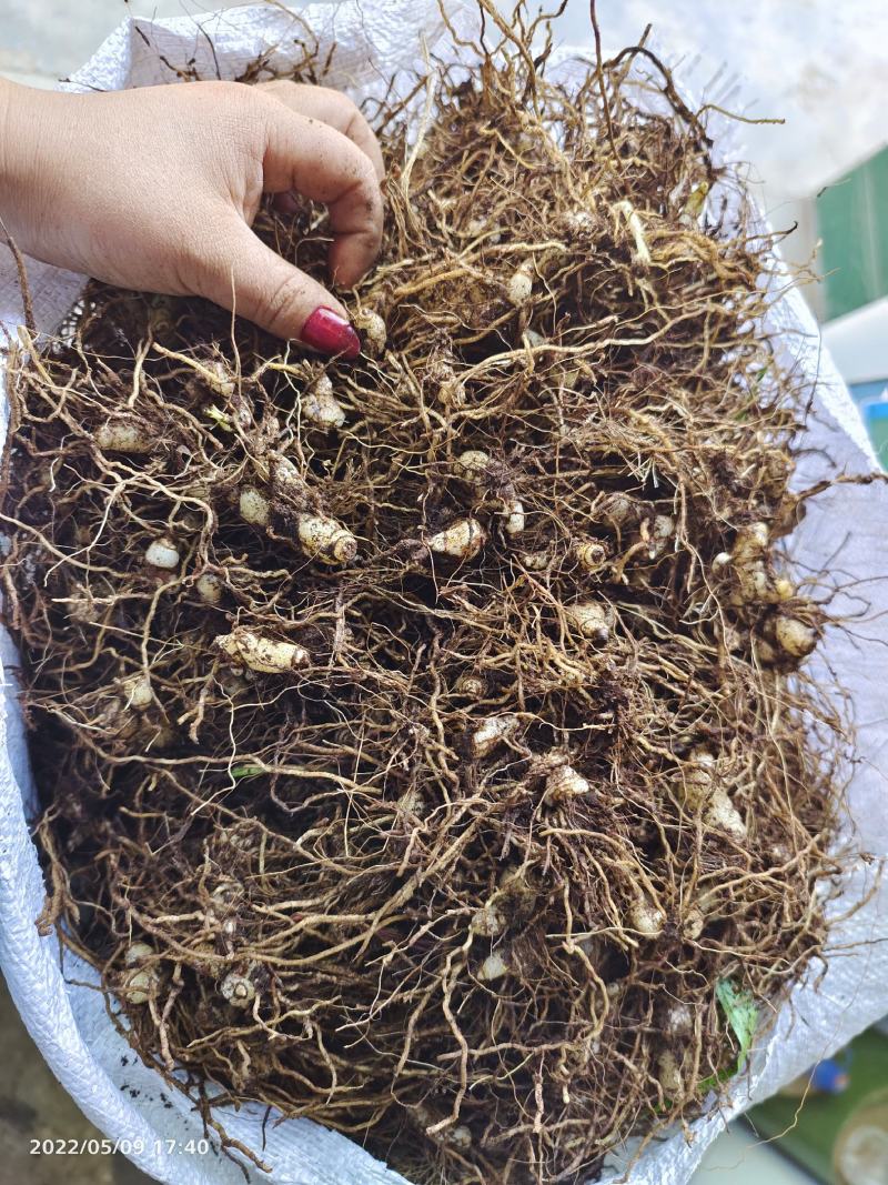 白芨小块茎种