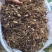 白芨小块茎种