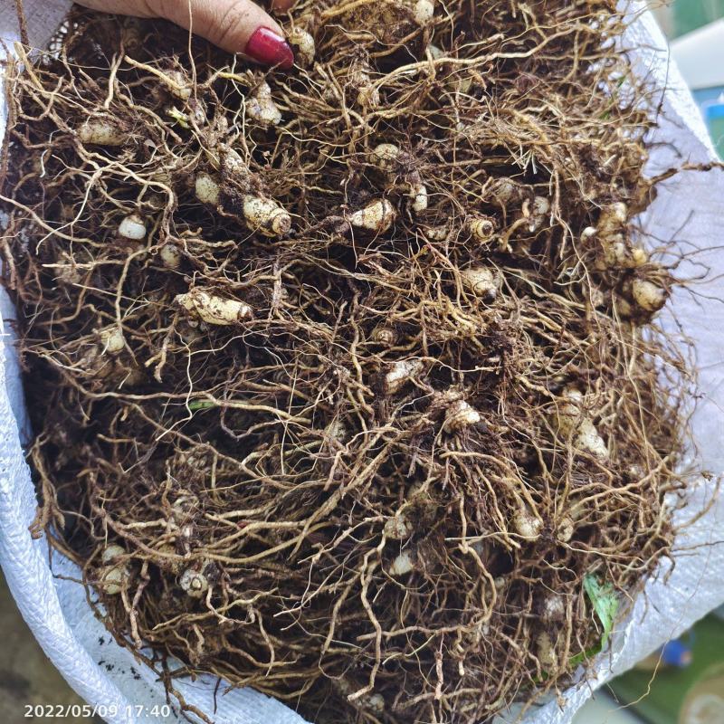 白芨小块茎种