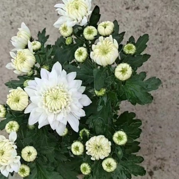 白色菊花盆栽