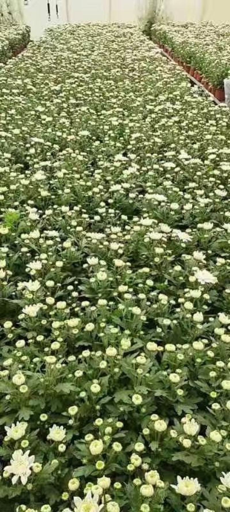 白色菊花盆栽