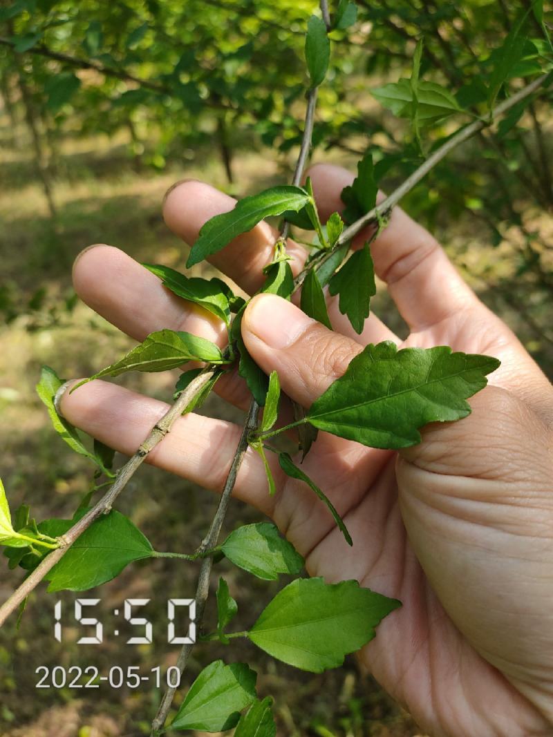 木槿，红花木槿（全年供应）支持线上保障交易