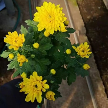 黄色菊花盆栽