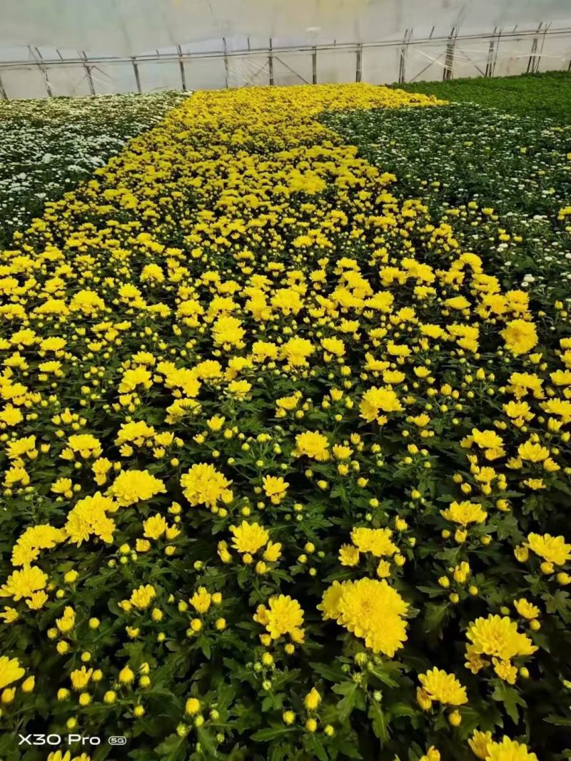 黄色菊花盆栽
