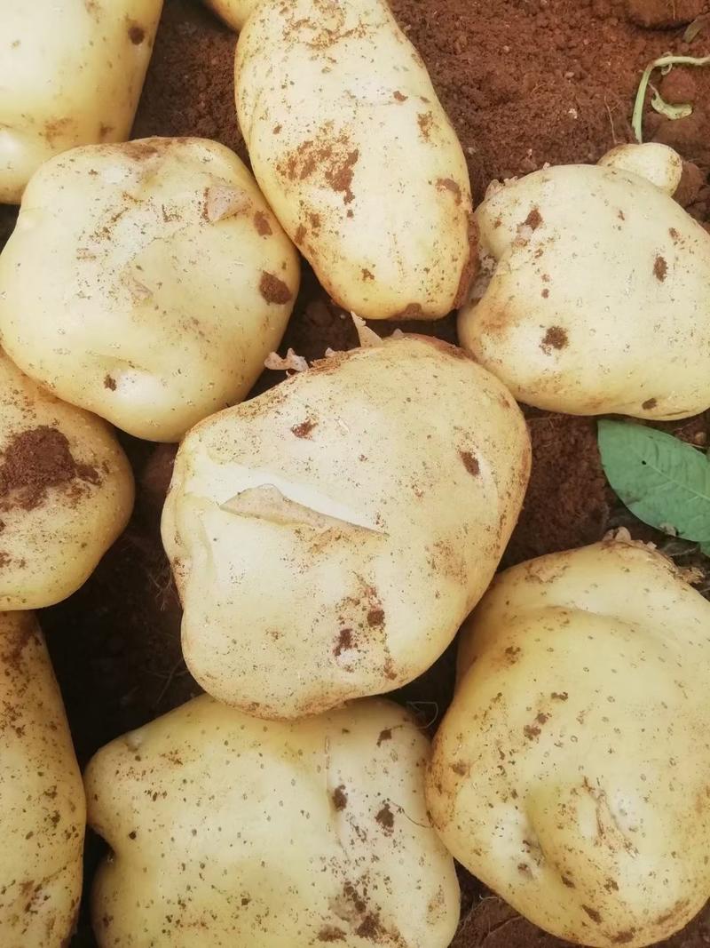 【精品】希森土豆上市了个大皮毛亮商超品质产地直发一手货源