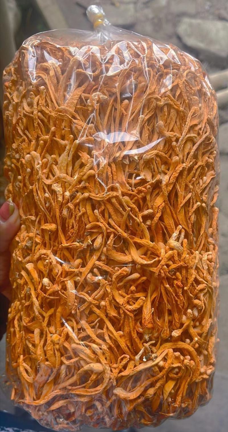 虫草花