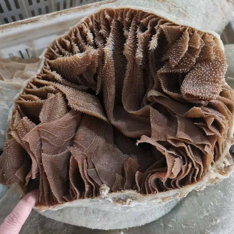毛肚边角料批发黑毛肚新鲜整个黑白千层牛百叶底板商用
