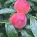 【好货】精品毛桃产地现摘现发品质保证量大从优全国发货