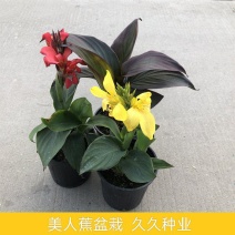 美人蕉花卉盆栽绿植庭院植物阳台花园庭院水景观湿地四季开花