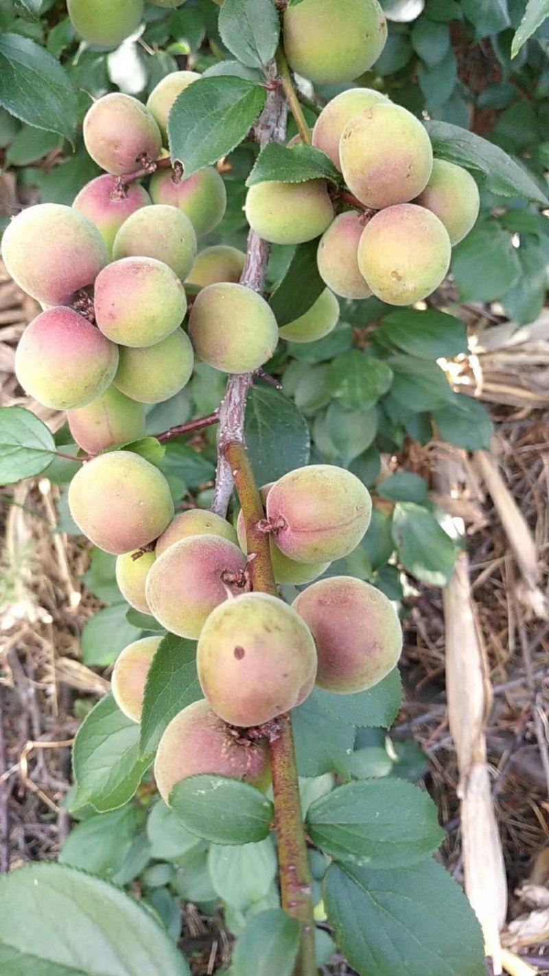 洱源梅子