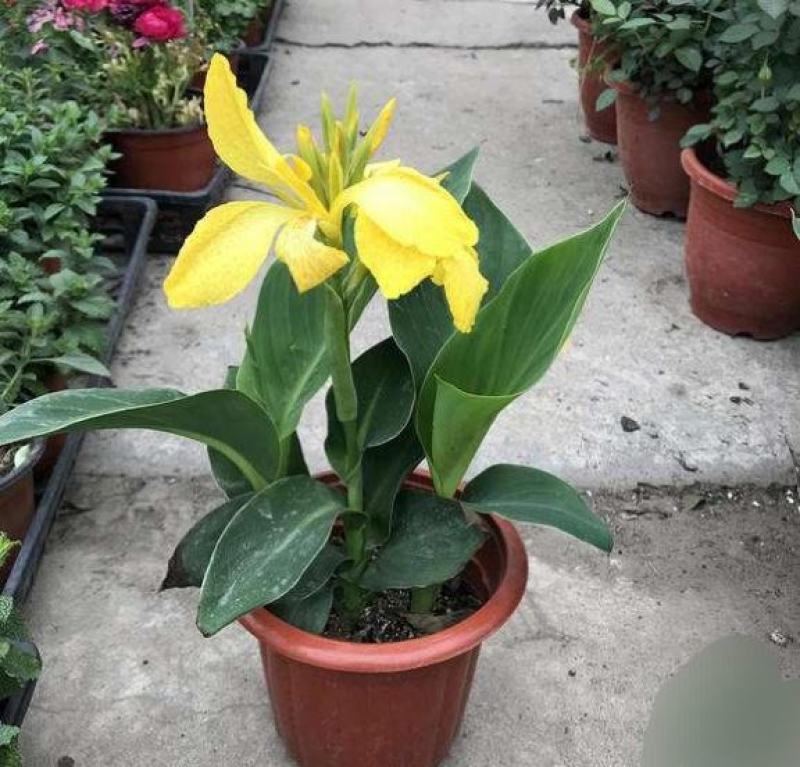美人蕉花卉盆栽绿植庭院植物阳台花园庭院水景观湿地四季开花