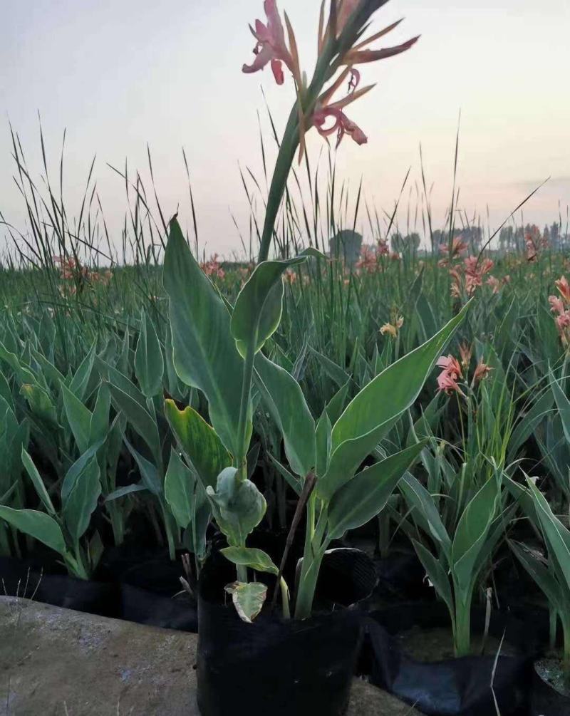 美人蕉花卉盆栽绿植庭院植物阳台花园庭院水景观湿地四季开花