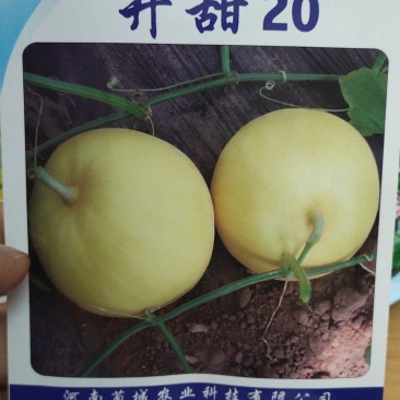 甜瓜种子开甜20，果实矮梨形，白皮带黄润白肉早熟