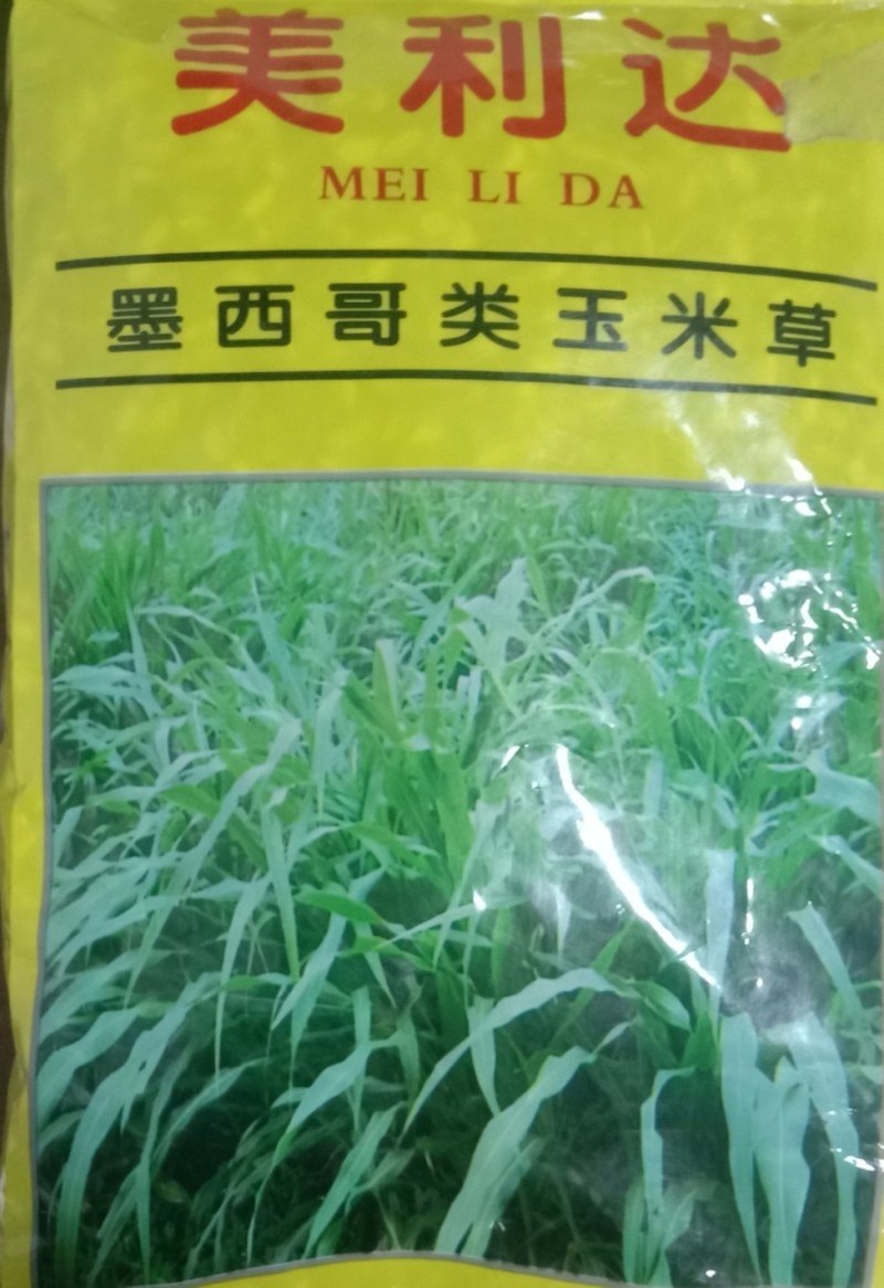墨西哥玉米草种子大叶高产再生长四季易种牧草养殖猪牛羊兔鸡