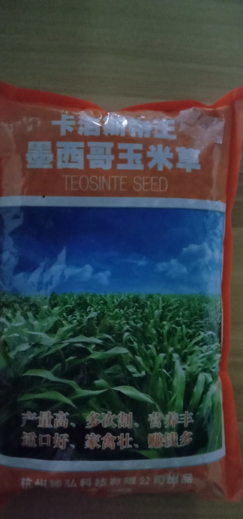 墨西哥玉米草种子大叶高产再生长四季易种牧草养殖猪牛羊兔鸡