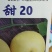 甜瓜种子开甜20，果实矮梨形，白皮带黄润白肉早熟