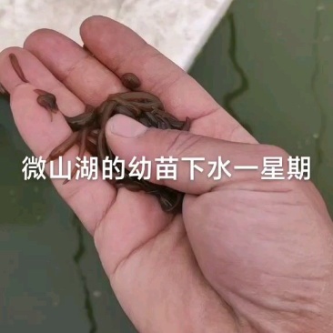 水蛭幼苗，水苗，满月苗