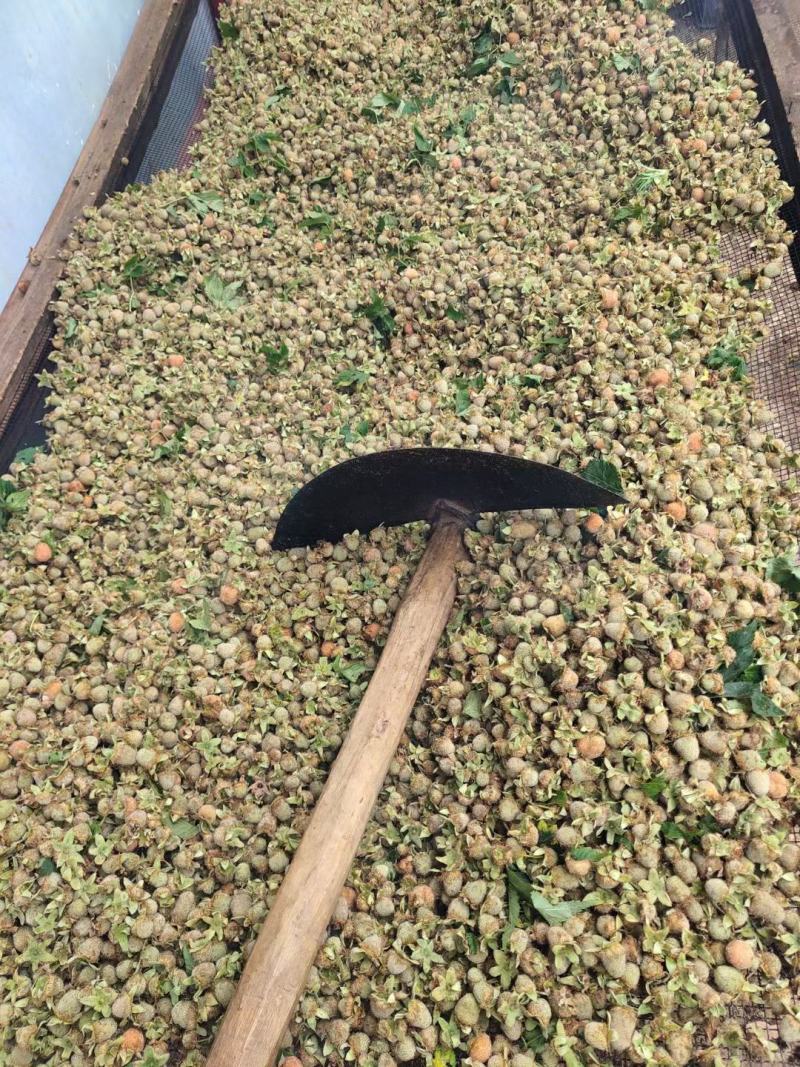 大瑶山高山优质掌叶覆盆子干货中药材大量供应，欢迎采购