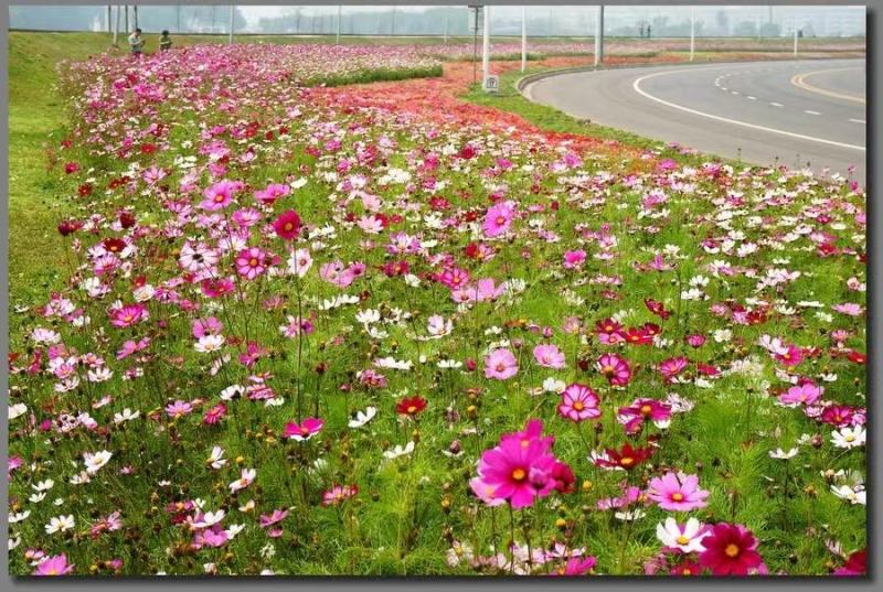 四季开花易活花种籽子花草花卉格桑花七彩波斯菊花种子野花组