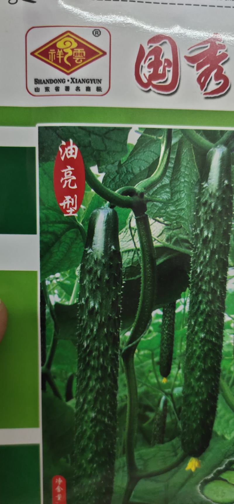 黄瓜种子国秀15-09油亮型膨瓜速度快、带瓜多、