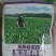苏丹草种子奥斯曼雷霆生力苏丹草四季牧草种子牛羊饲料鱼草籽