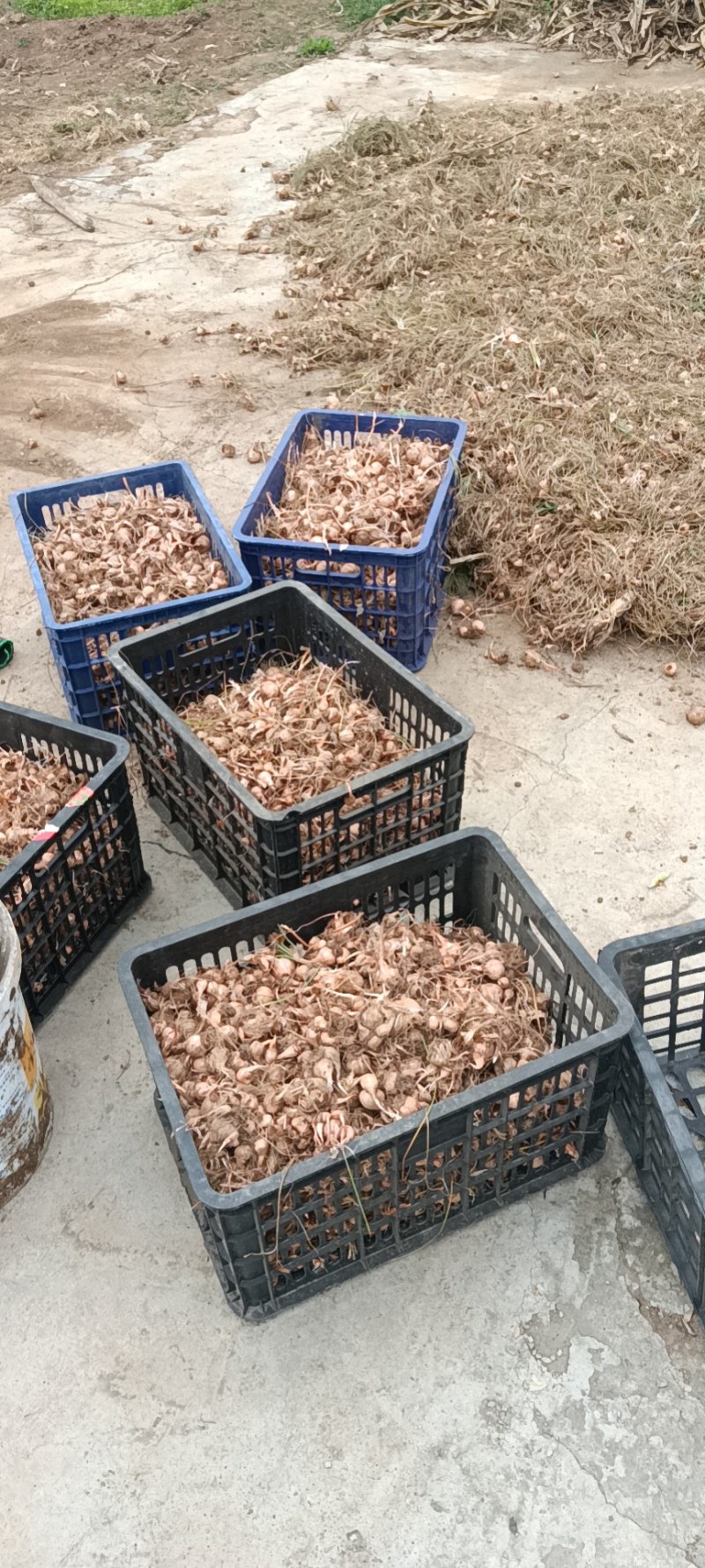 藏红花种球，自家种植，优质藏红花种球，，包发芽，成活率高