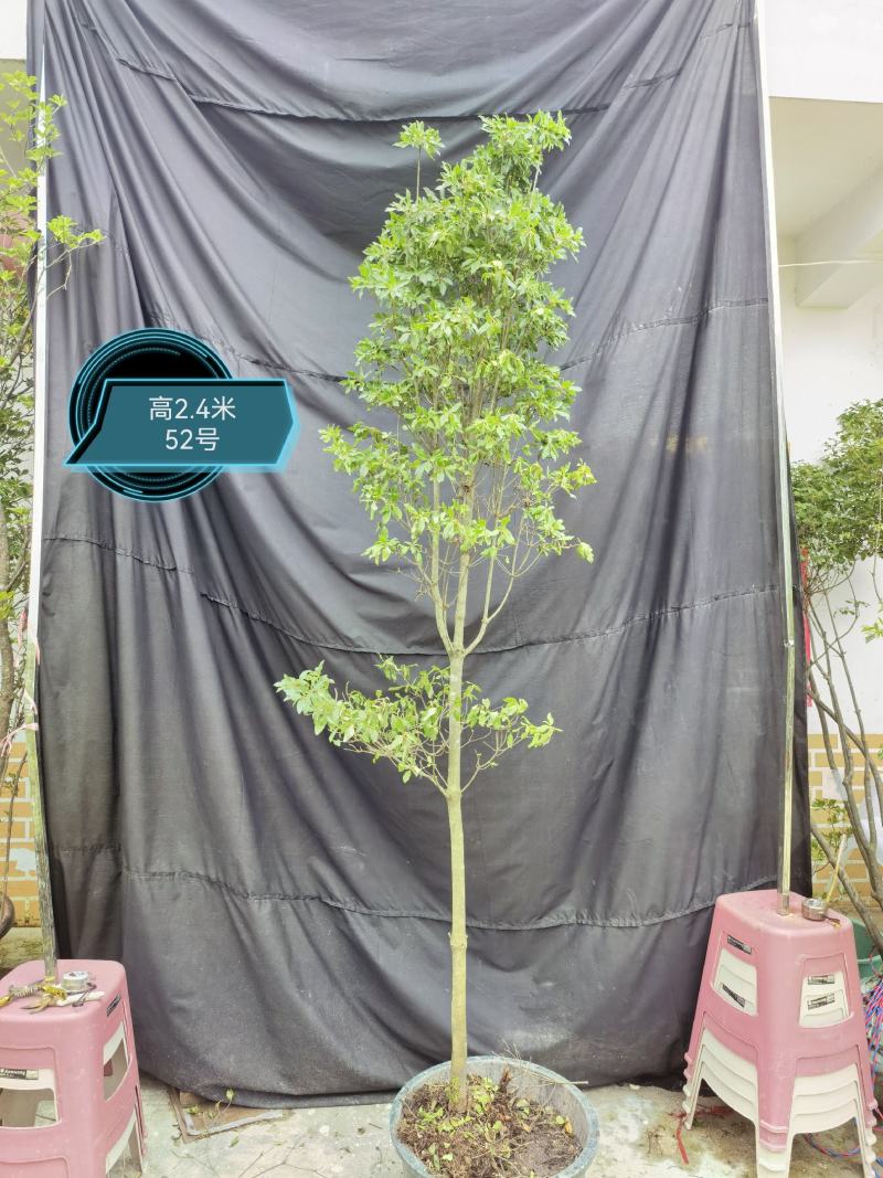 日本精品吊钟花