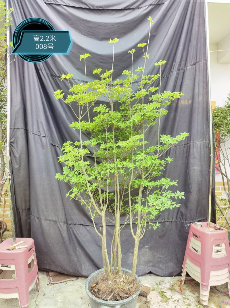 日本精品吊钟花